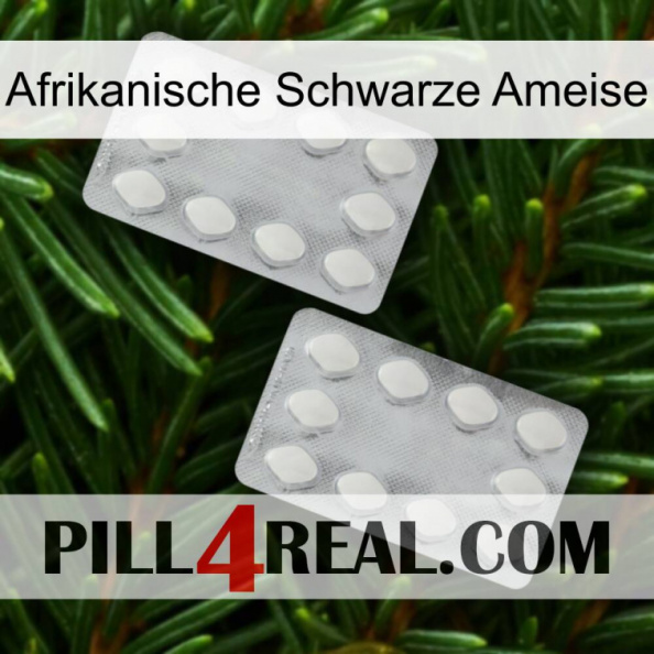 African Black Ant 17.jpg